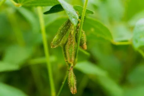 Close-up view of soybean pods developing on plants in a verdant field durin.. 库存照片