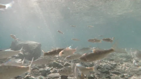 Close-up view of spa fish. underwater shot Stock-Footage 147088665