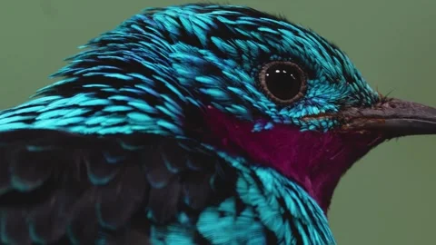 Close view of a Spangled Cotinga bird Stock Footage 263603417