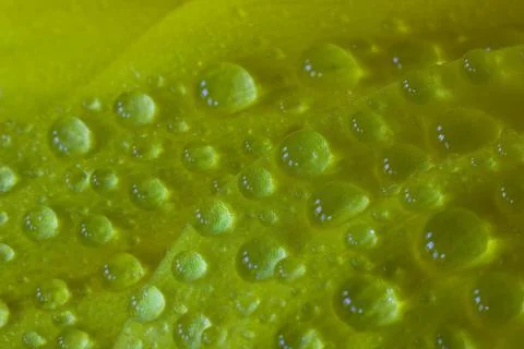 Close up view of sparkling dew drops on yellow flower petals Stock Photos