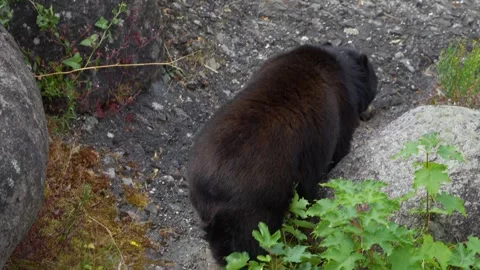 A close view of a  Spectacled bear  Stock Footage 251716069