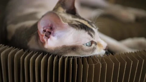 Close up view of sphinx cat head. Cat resting on her bed. Domestic pet. Stock Footage 143476108