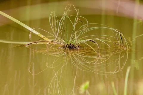 Close-up view of  the spicate umbel of a papyrus plant floating on the water, Stock Photos