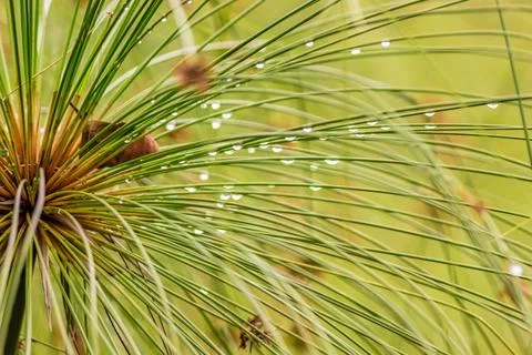 Close-up view of  the spicate umbel of papyrus plant with raindrops on it, in Stock-Fotos