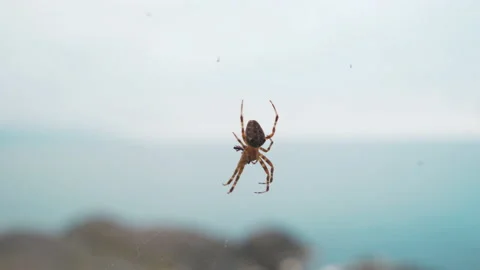 Close-up view of Spider and spider web Stock Footage 147094968