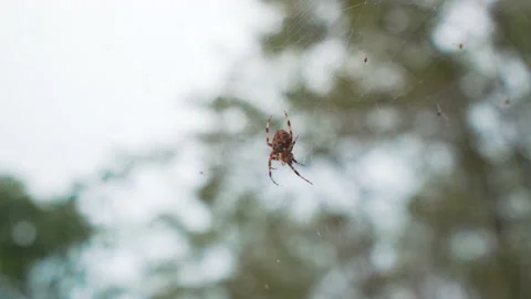 Close-up view of Spider and spider web Stock Footage 147095004