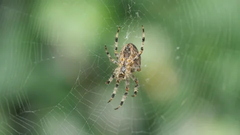 A close up view of a spider on the centre of a web. Video stock 165227944
