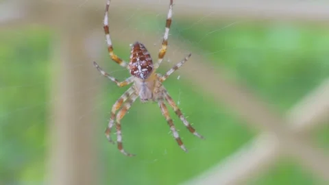 A close-up view of a spider on its delicate web against a blurred green bac.. Stock Footage 293090594