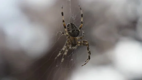 A close up view of a spider on its web. Stock Footage 164500803