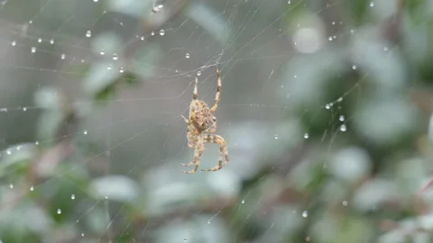 A close up view of a spider in the middle of its web. Stock Footage 116302751
