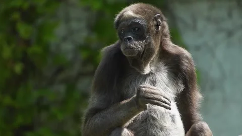 Close view Spider monkey Stock Footage 273654184