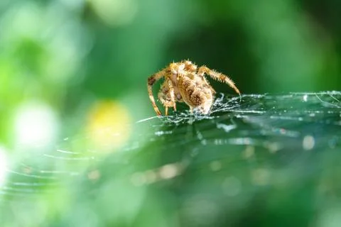 Close-up view of spider over spiderweb Foto stock
