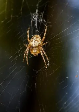 A close-up view of a spider in a spider's web Stock Photos