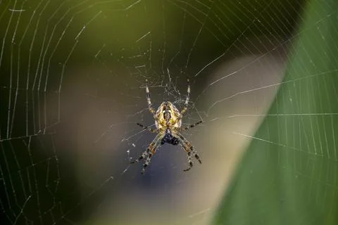 Close view of a spider weaving its intricate web in a lush garden during da.. Stock Photos