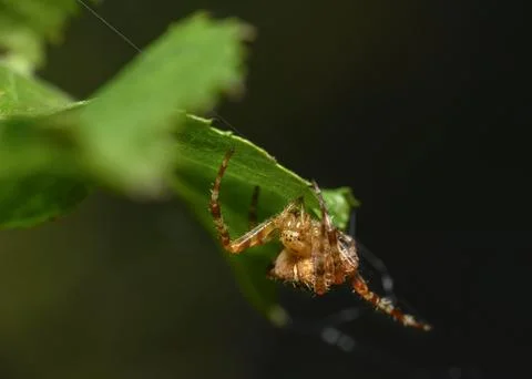 Close up view of a spider weaving a web on a tree leaf Stock Photos