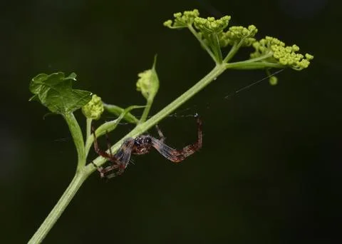 A close-up view of a spider weaving a web on a branch of a flowering shrub Stock Photos