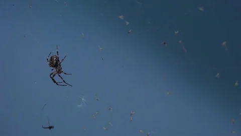 Close-up View of Spider on a Web. 4K Stock Footage 81007221