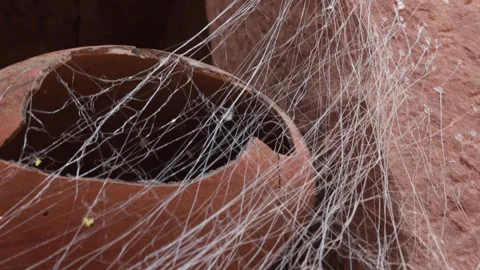 Close-up view of Spider web cobweb with earthenware pots. Stock Footage 284441030
