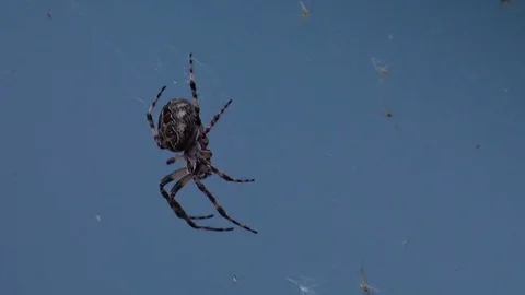 Close-up View of Spider on a Web Stock Footage 81007124