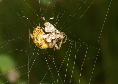 A close-up view of a spider on a web that has just caught a butterfly Stock Photos