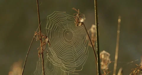 Close up view of spider webs on bare twigs of dead plants in autumn Video stock 263124216