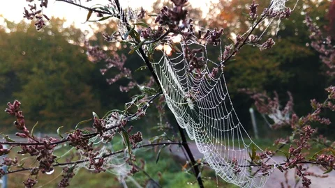 Close up view of a spiders web of against sunrise in the field with fog Stock Footage 107830915