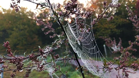 Close up view of a spiders web of against sunrise in the field with fog Stock Footage 107831041