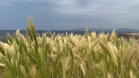 Close up view spikelets of wheat swaying in the wind. Calm background Stock Footage 242613709