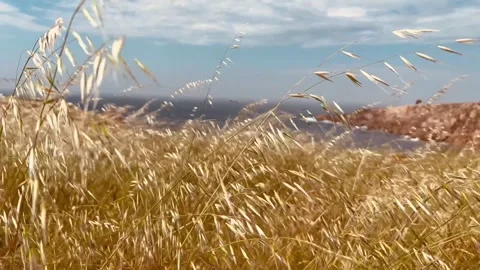 Close up view spikelets of wheat swaying in the wind. Stock Footage 242984985