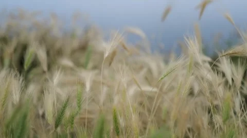 Close up view spikelets of wheat swaying in the wind. Calm background Stock Footage 243263718