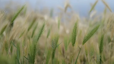 Close up view spikelets of wheat swaying in the wind. Calm background Stock Footage 243263722