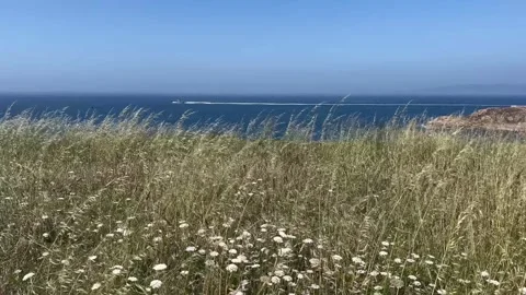 Close up view spikelets of wheat swaying in the wind. Calm background Stock Footage 245910658