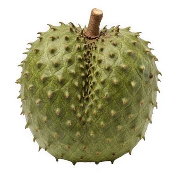 A close-up view of a spiky green fruit with a brown stem on a white backgroun Stock Illustration