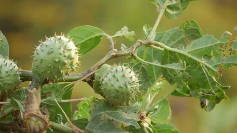 Close view of spines on desert plant fruits 動画素材 150729637