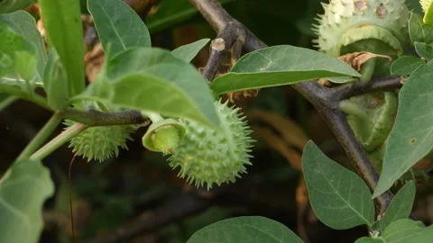 Close view of spines on desert plant fruits Stock Footage 150730077