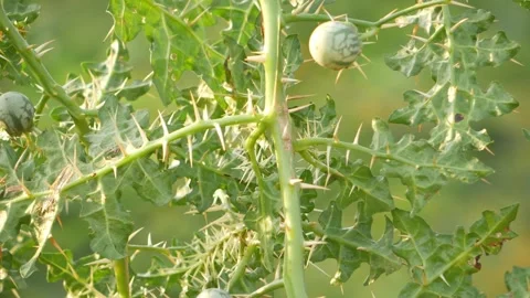Close view of spines on desert plant fruits, Desert plant with spines Stock-Footage 150730406