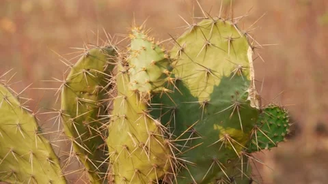 Close-up view of spines on the leaves of cactus Stockbeeldmateriaal 150734926