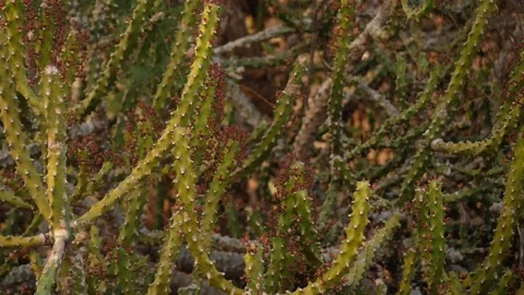 Close-up view of spines on the leaves of cactus Vídeo Stock 150735325