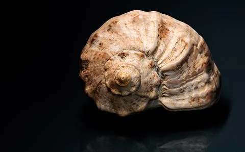 Close Up View of Spiral Shell on Dark Reflective Surface with Subtle Highlights Fotos Stock