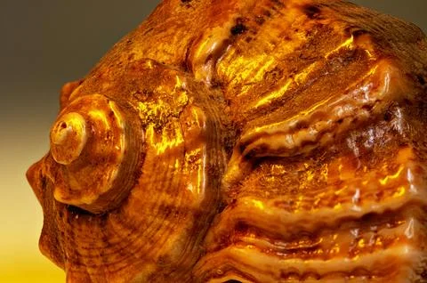 Close Up View Of Spiral Shell With Rich Textures And Warm Golden Lighting Fotos Stock