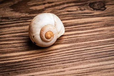 Close-up view of a spiraled shell resting on weathered wooden surface Stock Photos