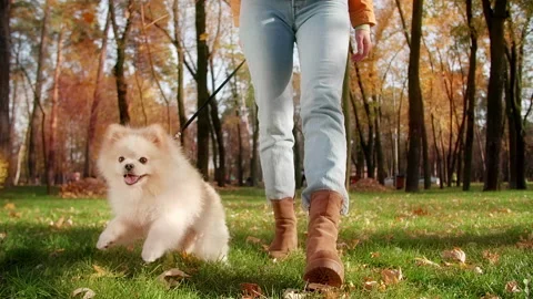 Close-up view of Spitz dog looking cheerful while strolling around green lawn Video stock 228489286
