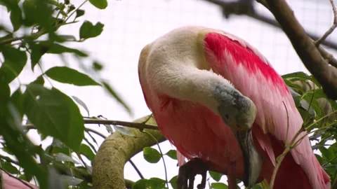 Close up view of a spoonbill ibis   Stock-Footage 251713973