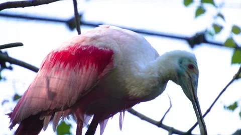 Close up view of a spoonbill ibis Stock Footage 272790594