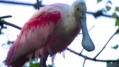 Close view of a spoonbill ibis Stock Footage 272805926