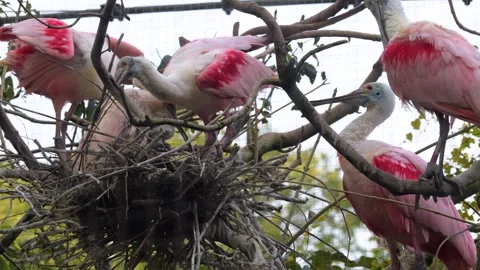 Close up view of a spoonbill ibis nest Stock Footage 252557543