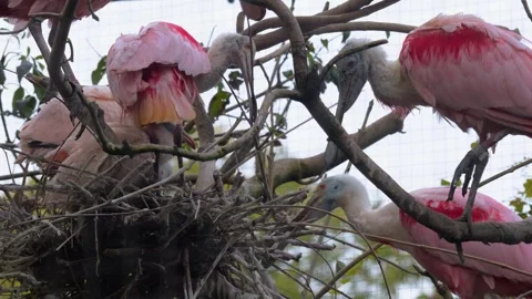 Close view of Spoonbill ibis in a nest Stock Footage 252642954