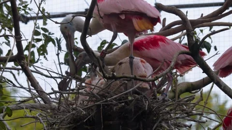 Close view of Spoonbill ibis in a nest Stock Footage 252643047