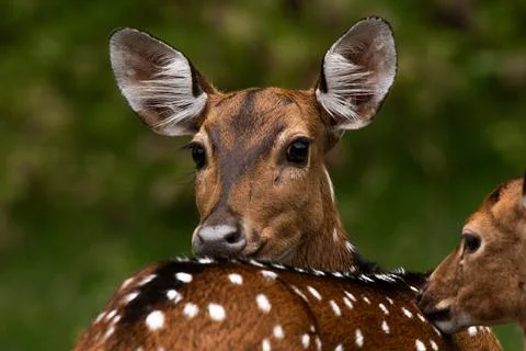 A close-up view of a Spotted Deer Stock Photos