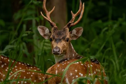 A close-up view of a Spotted Deer Stock Photos